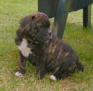 OldeEnglishBulldoggePuppiesReadyNow